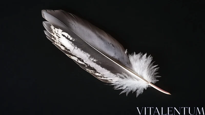 Isolated Feather Close-Up AI Image