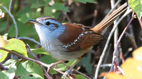 Little Bird on a Branch