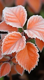 Frost-Adorned Leaves in Light Pink and Orange Tones