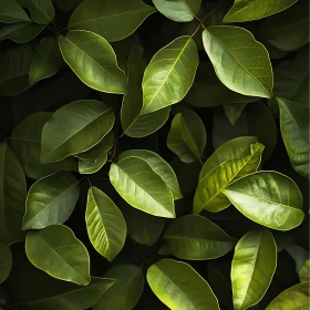 Verdant Leaf Pattern