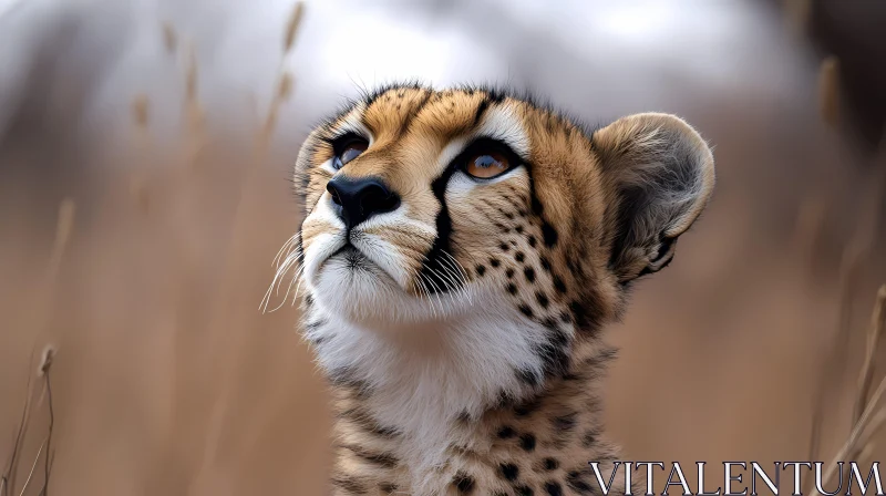 Inquisitive Cheetah in the Wild AI Image