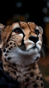 Elegant Cheetah Close-Up