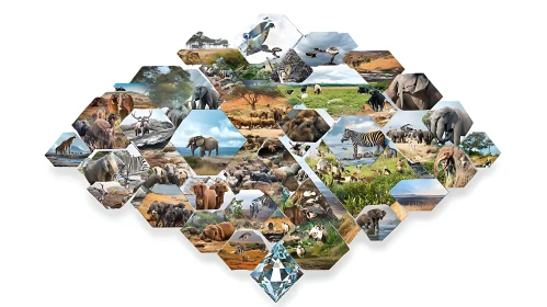 Hexagon Shaped Wildlife Images