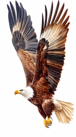 Eagle with Spread Wings