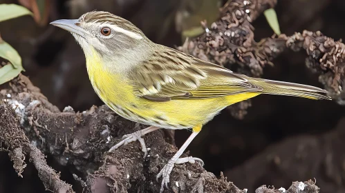 Yellow Feathered Bird on a Branch