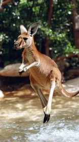 Energetic Kangaroo in Nature