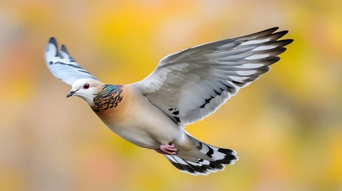 Soaring Dove Portrait