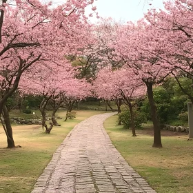 Tranquil Cobblestone Path Amidst Cherry Blossoms