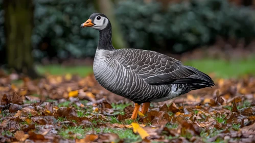 Autumn Park Bird