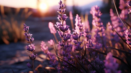 Lavender Field at Sunset - Unreal Engine Rendered Excellence