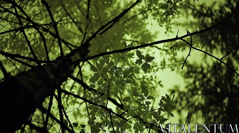 Tranquil Tree Canopy: Captivating Nature Photography AI Image