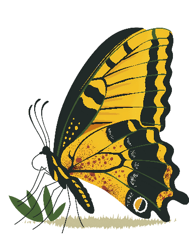 POD Design Vector Illustration of a Yellow and Black Butterfly