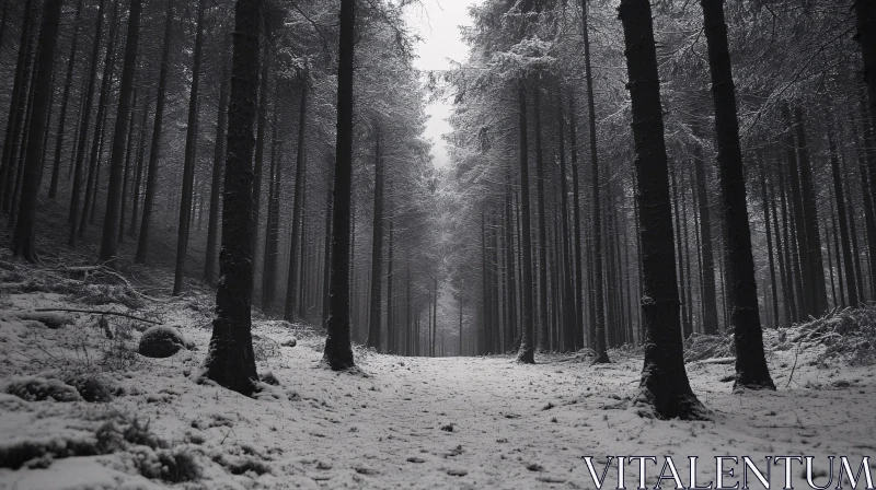 AI ART Monochromatic Winter Forest Scene with Snow-Covered Path