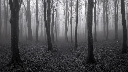 Eerie Foggy Forest with Tall Leafless Trees