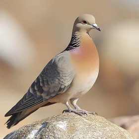 Peaceful Dove Portrait