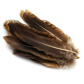 Isolated Bird Plumage on White Background