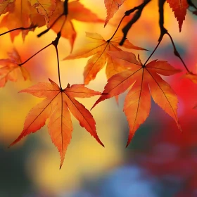 Fall Maple Leaves