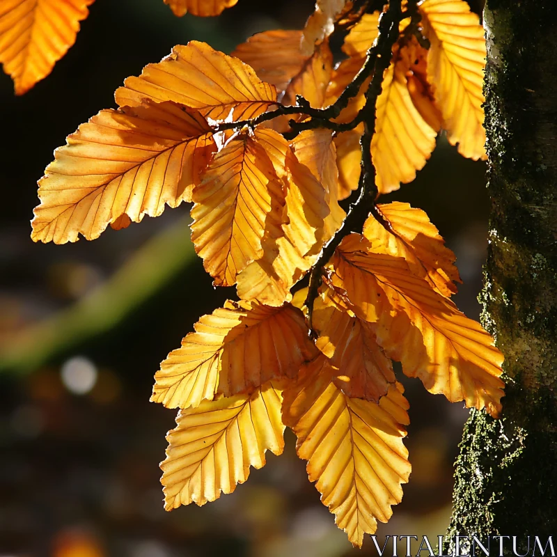Autumnal Golden Leaves