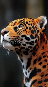 Intense Jaguar Gaze