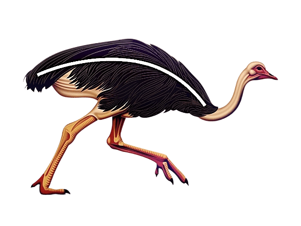 POD Design Ostrich Illustration for Apparel