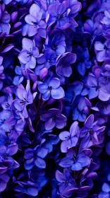 Close-up Lilacs in Dark Violet and Aquamarine - Macro Photography