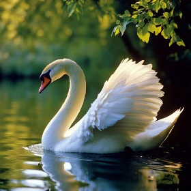 White Swan Floating Peacefully