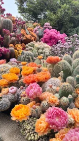 Colorful Blossoming Cacti Garden