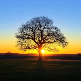 Lone Tree Silhouette at Dusk