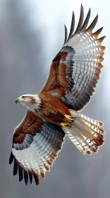 Graceful Soaring Eagle