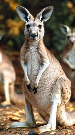 Curious Kangaroo Stands Tall