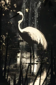 Serene Heron Reflection in Dark Water