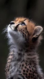 Cheetah Cub in Natural Light