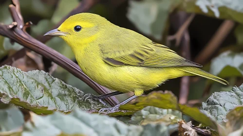 Vibrant Yellow Bird in Nature