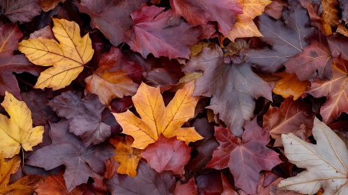 Fallen Maple Leaves - Autumnal Still Life