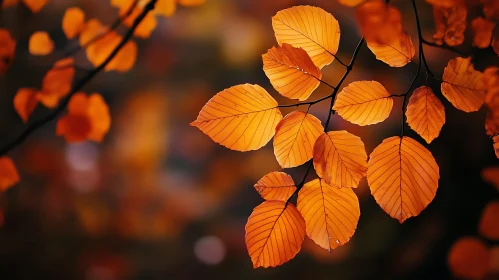 Golden Autumn Leaves