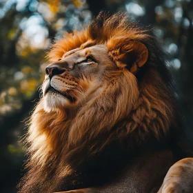 Lion in Sunlight