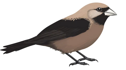 Brown Bird Digital Art