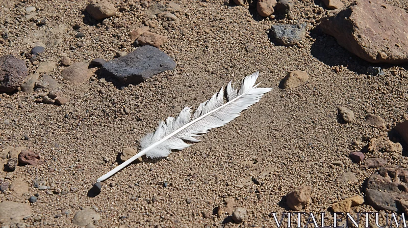 White Feather Resting on Rocky Sand AI Image