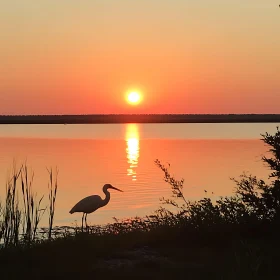 Sunset Bird Serenity