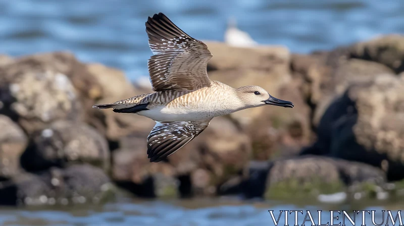 Seabird Flying Near Coastline