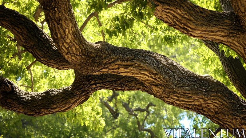 Sunlit Tree Branches and Green Canopy AI Image
