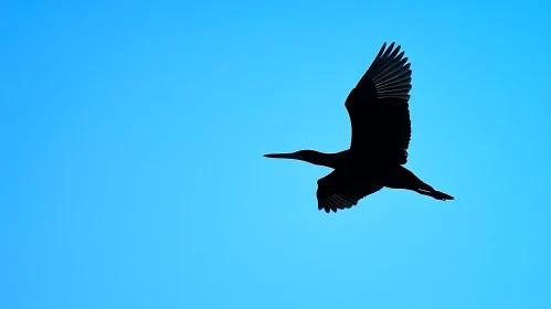 Soaring Bird Against Azure Sky