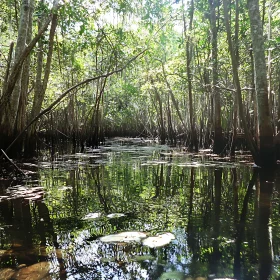 Serene Forest River with Lush Green Reflections