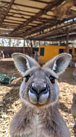 Inquisitive Kangaroo Observation