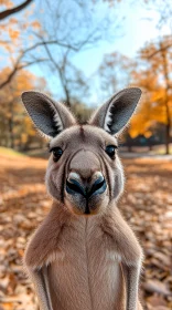 Wildlife Portrait in Fall