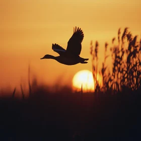 Silhouette of Duck Flying at Sunset