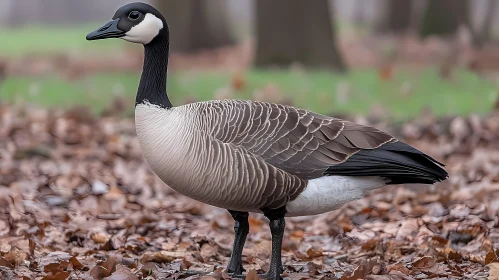 Graceful Canada Goose in Fall