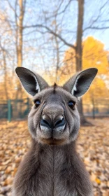 Kangaroo in Autumn Woods