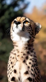 Cheetah Cub Portrait in Natural Habitat
