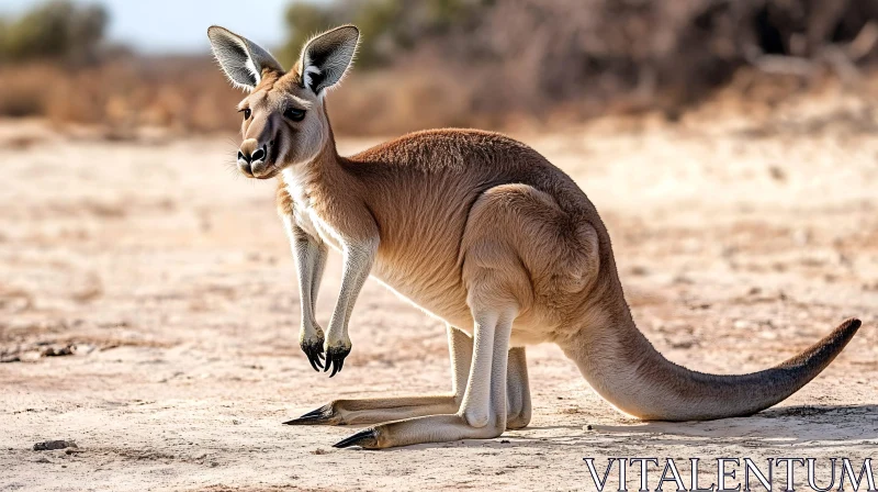 Wild Kangaroo in Sunlit Australian Desert AI Image